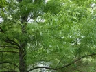 Frne  feuilles troites, Frne bordeaux, Frne du midi, Fraxinus angustifolia 'Raywood'