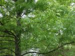 Frêne à feuilles étroites, Frêne bordeaux, Frêne du midi, Fraxinus angustifolia 'Raywood'