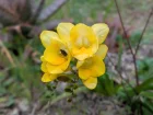 Freesia