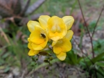 Fleurs de Freesia