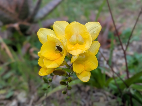 Fleurs de Freesia