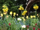 Fritillaire impriale, Couronne impriale, Fritillaria imperialis