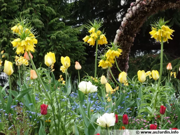 Fritillaires impriales dans un massif de printemps