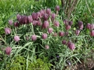 Fritillaire pintade, Oeuf de vanneaux, Mlagre, Fritillaire damier, Coccigro, Fritillaria meleagris