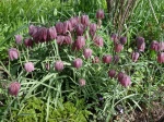 Fritillaire pintade, Oeuf de vanneaux, M�l�agre, Fritillaire damier, Coccigro, Fritillaria meleagris