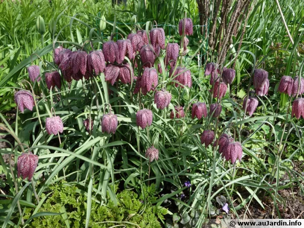 Fritillaire pintade, Oeuf de vanneaux, Mlagre, Fritillaire damier, Coccigro, Fritillaria meleagris
