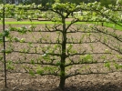 Planter un arbre fruitier form