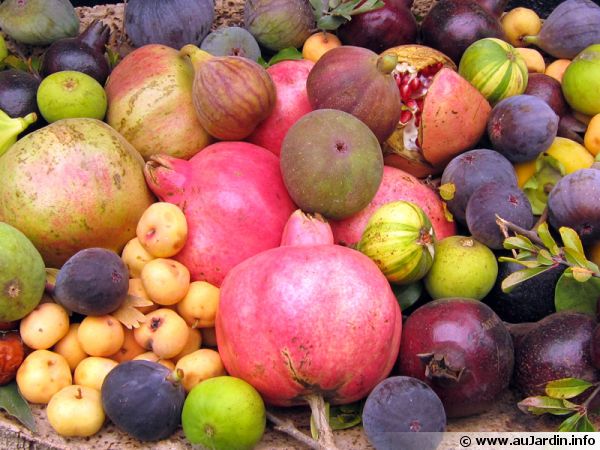 Des fruits de saison pour une salade de fruits