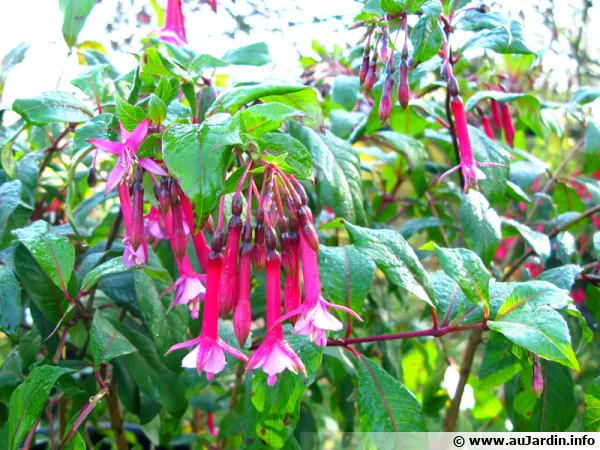 Fuchsia