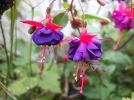 Comment hiverner un fuchsia en pot�?