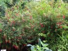 Fuchsia de Magellan, Fuchsia magellanica