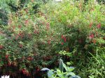 Fuchsia de Magellan, Fuschia rustique