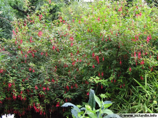 Fuchsia de Magellan, Fuschia rustique