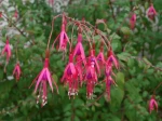 Toujours en fleurs en d�cembre, le fuchsia de Magellan