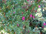 Fuchsia  petites feuilles, Fuchsia microphylla