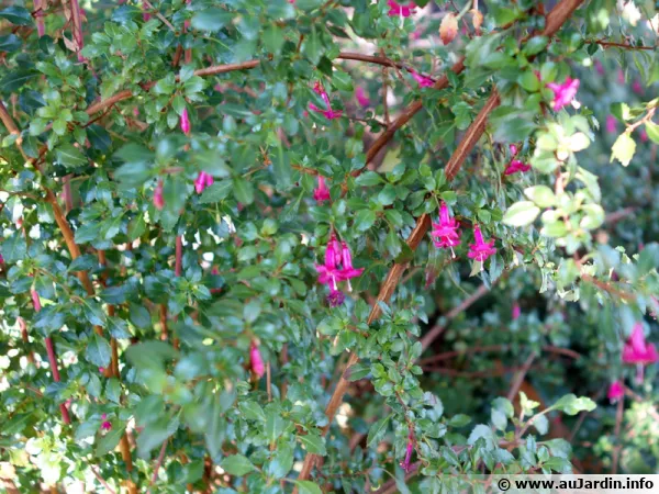 Fuchsia  petites feuilles, Fuchsia microphylla