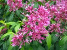 Fuchsia panicul�, Fuchsia � fleurs de lilas, Fuchsia paniculata