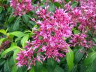 Fuchsia panicul, Fuchsia  fleurs de lilas, Fuchsia paniculata