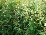 Fuchsia royal, Fuchsia regia