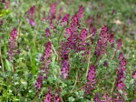 Fumeterre officinale, Herbe � jaunisse, Fiel de terre, Herbe � la veuve, Pisse-sang, Fumaria officinalis