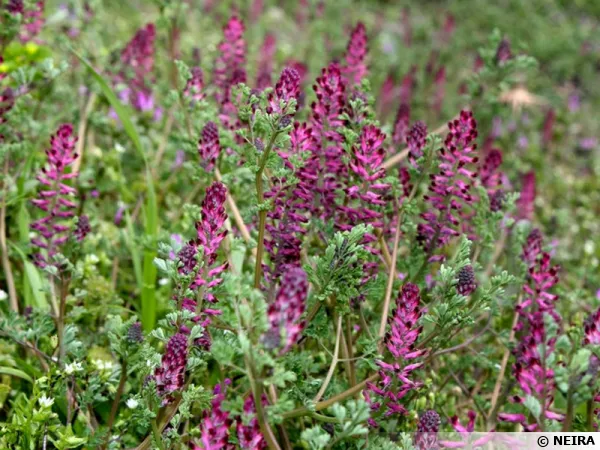 Fumeterre officinale, Herbe à jaunisse, Fiel de terre, Herbe à la veuve, Pisse-sang, Fumaria officinalis