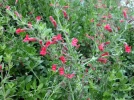 Galv�zia, Muflier de Bush Island, Galvezia speciosa