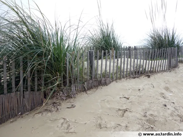 Ganivelle en bordure de plage pour retenir le sable et limiter le passage des promeneurs