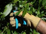 Des gants pour jardiner