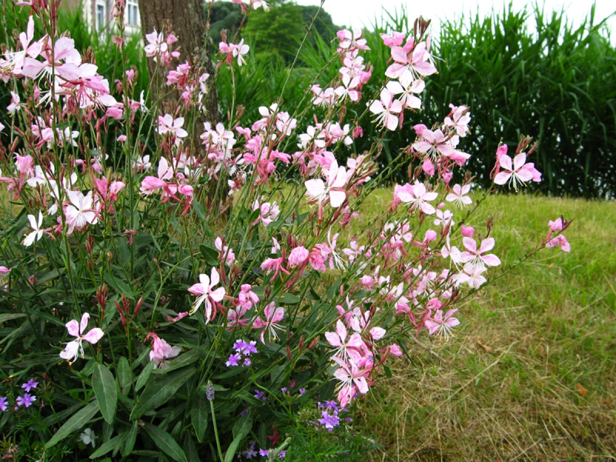 Gaura de Lindheimer, Gaura lindheimeri : planter, cultiver, multiplier