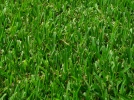 Les gramin�es composant le gazon