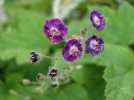 Granium livide, Granium brun, Geranium phaeum