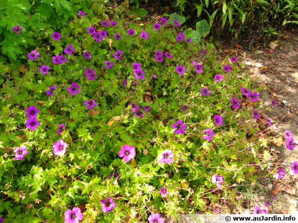 Géranium vivace psilostemon, Geranium psilostemon