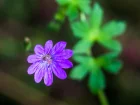 Granium des Pyrnes, Geranium pyrenaicum