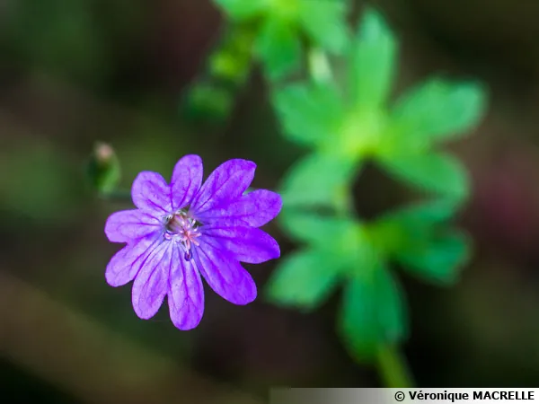Géranium des Pyrénées, Geranium pyrenaicum