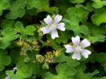 G�ranium vivace � feuilles de cr�pe, Geranium renardii