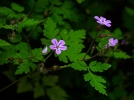 Granium herbe--Robert, Bec de grue, Herbe rouge, Geranium robertianum