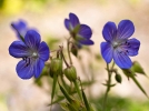 Granium vivace des bois, Geranium sylvaticum