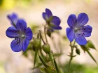 Granium vivace des bois, Geranium sylvaticum