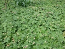 Des graniums vivaces pour tous les usages