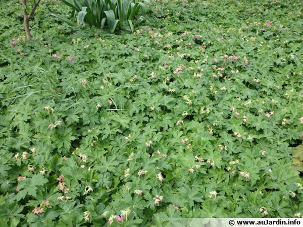 Des géraniums vivaces pour réaliser une couverture verte