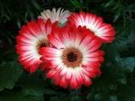 Fleurs de Gerbera 