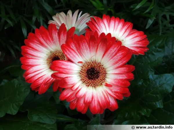 Fleurs de Gerbera 