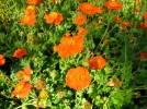 Benote coccinelle, Geum coccineum