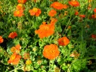 Benote coccinelle, Geum coccineum