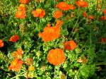 Benoîte coccinelle, Geum coccineum