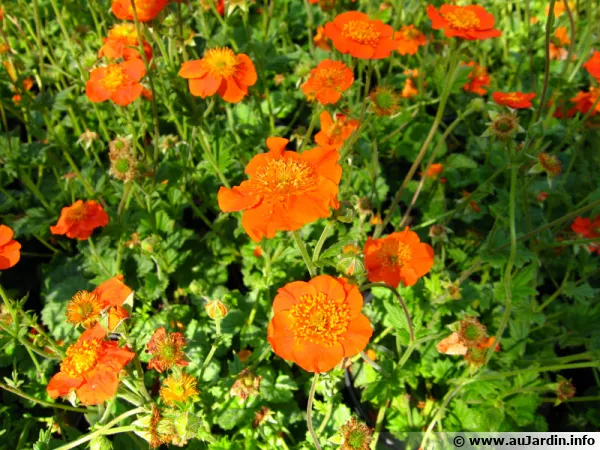 Benote coccinelle, Geum coccineum