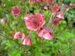 Benoîte des ruisseaux, Benoîte aquatique, Geum rivale