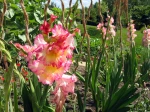 Glaieul, Gladiolus � grosses fleurs