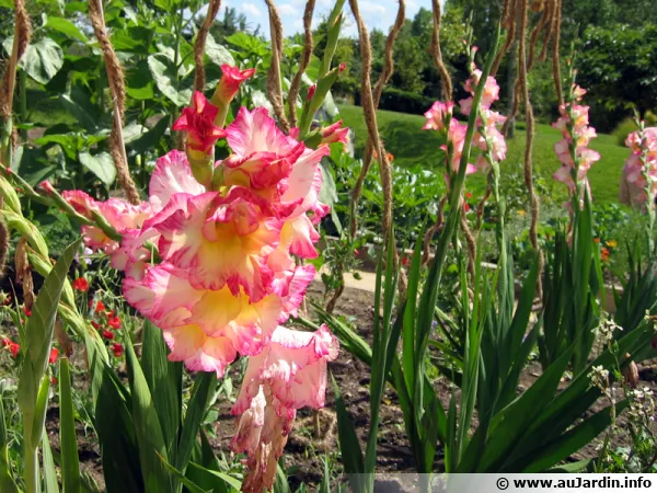 Glaieul, Gladiolus  grosses fleurs