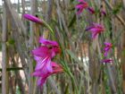 Glaïeul d'Italie, Glaïeul des moissons, Gladiolus italicus